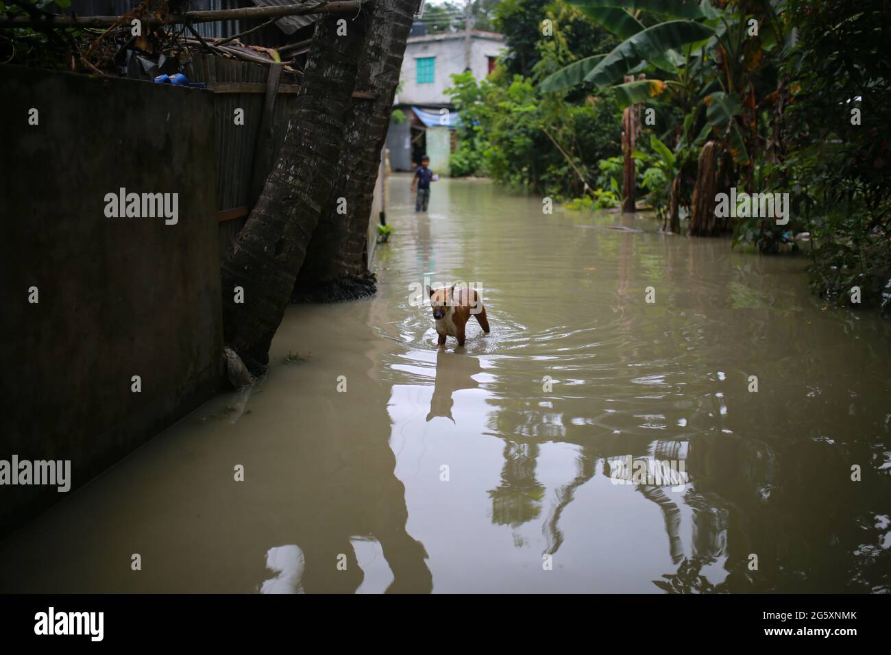 A dog walks through floodwater during the monsoon flood in Munshiganj, near Dhaka, Bangladesh on July 28, 2020. More than million people have been affected by monsoon floods, devastating large areas A dog walks through floodwater during the monsoon flood in Munshiganj, near Dhaka, Bangladesh on July 28, 2020. More than million people have been affected by monsoon floods, devastating large areas