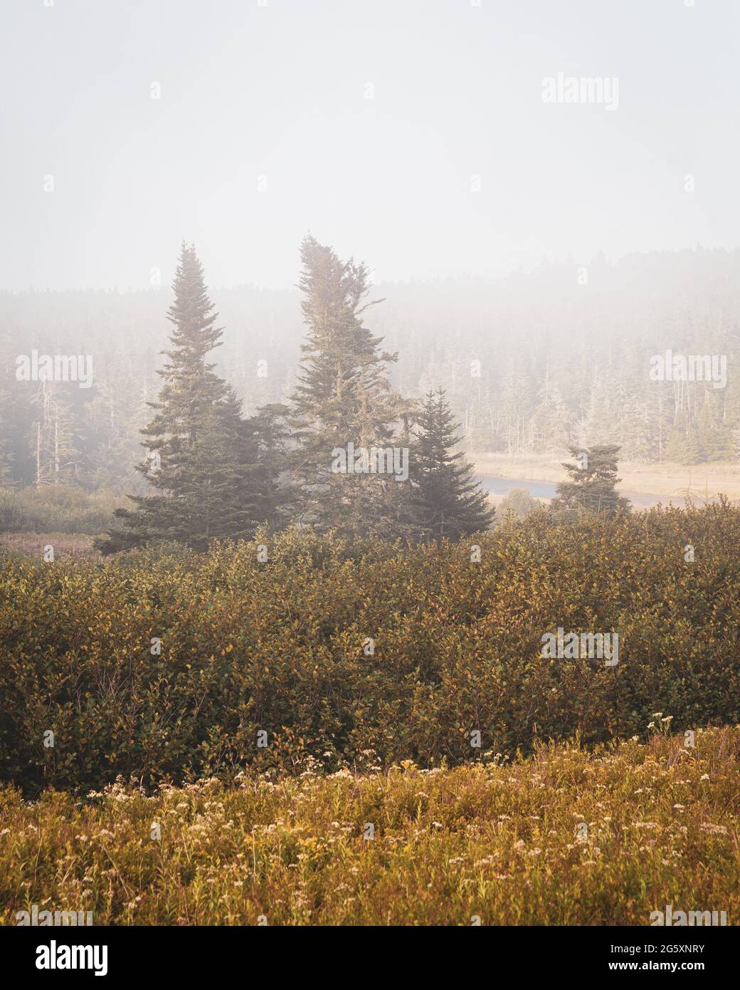 Pine trees in fog, in Cutler, Maine Stock Photo