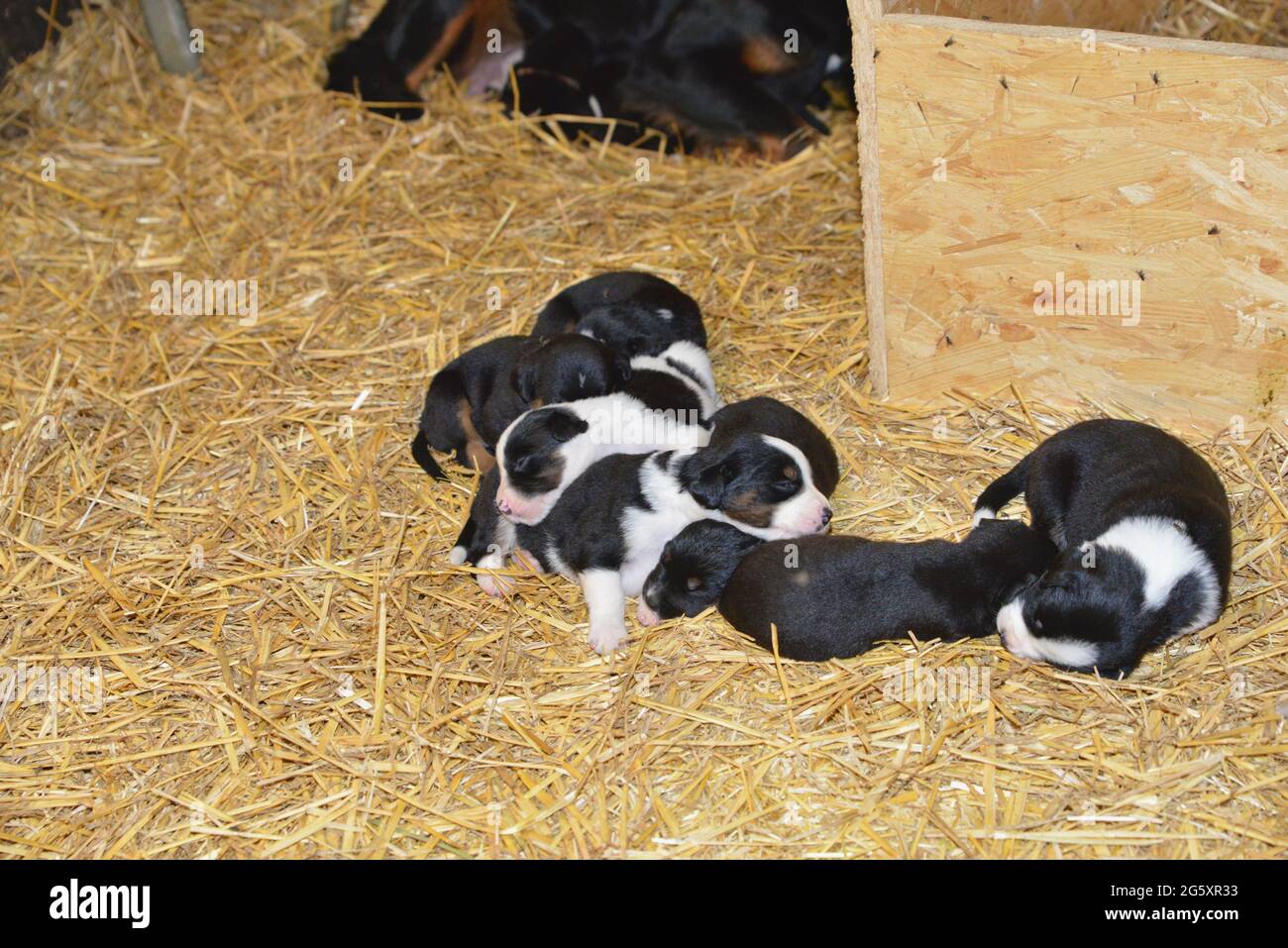 2 week old puppies cuddle in the straw and in the meadow and discover the world Stock Photo