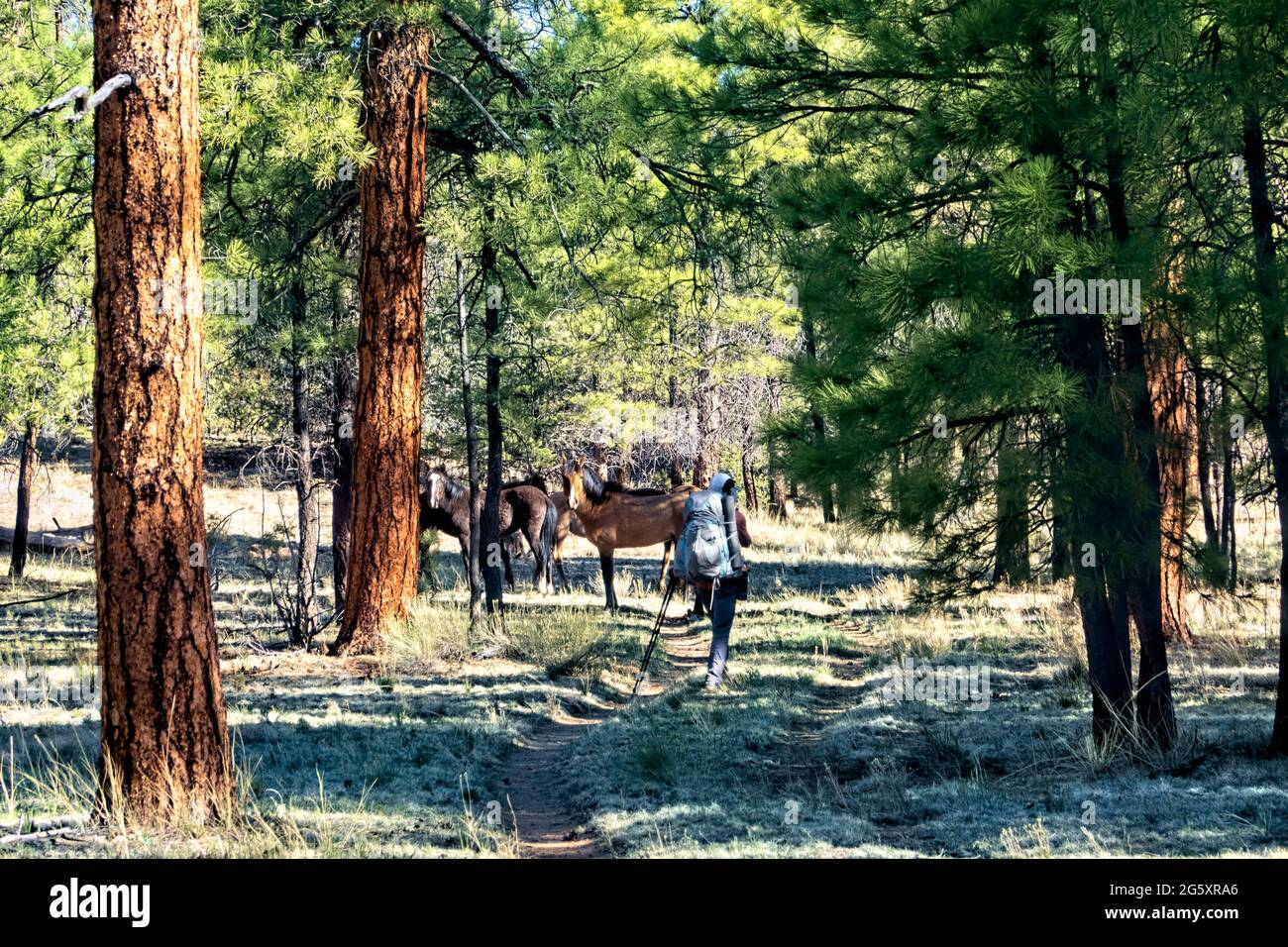Wild horses on the Kaibab Plateau, Arizona Trail, Arizona, U.S.A Stock