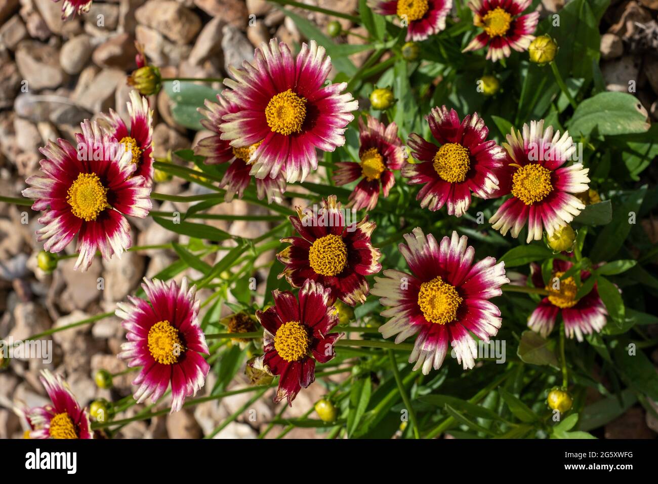 Leading Lady 'Iron Lady' Coreopsis, a cultivar planted in a garden bed with rock mulch. Kansas, USA. Stock Photo