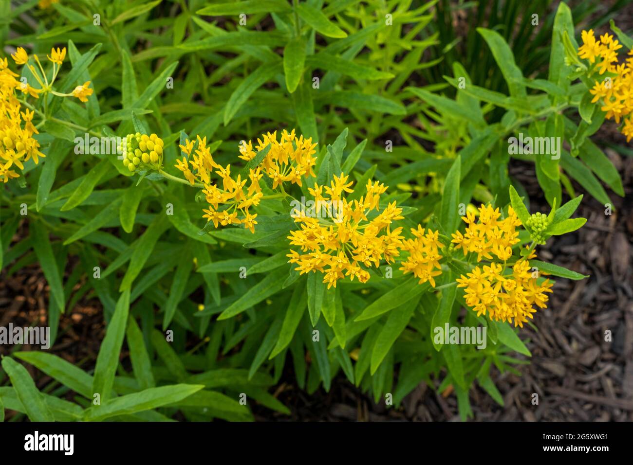 Asclepias tuberosa, yellow milkweed or butterfly weed, 'Hello Yellow' in a garden bed in bloom. Kansas, USA. Stock Photo