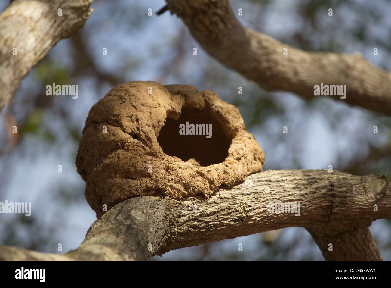 Closeup of birds nest built of mud resting in tree branch