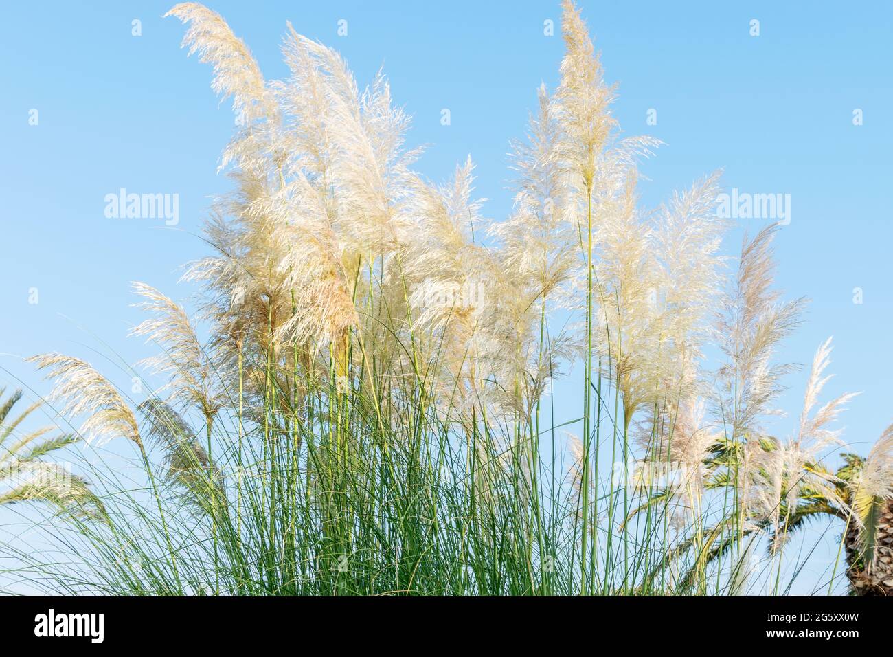 The bush of feather pampas grass on the background of blue sky closeup. Gardening concept, trendy panicle, pampas grass blossom. Stock Photo