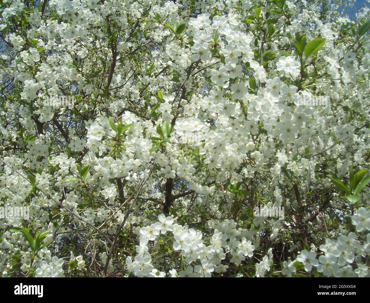 Beautiful tree blossoms against a blue sky Stock Photo - Alamy