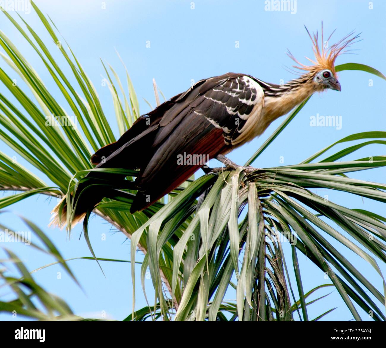 Amazonian Hoatzin Bird resting in tree Stock Photo