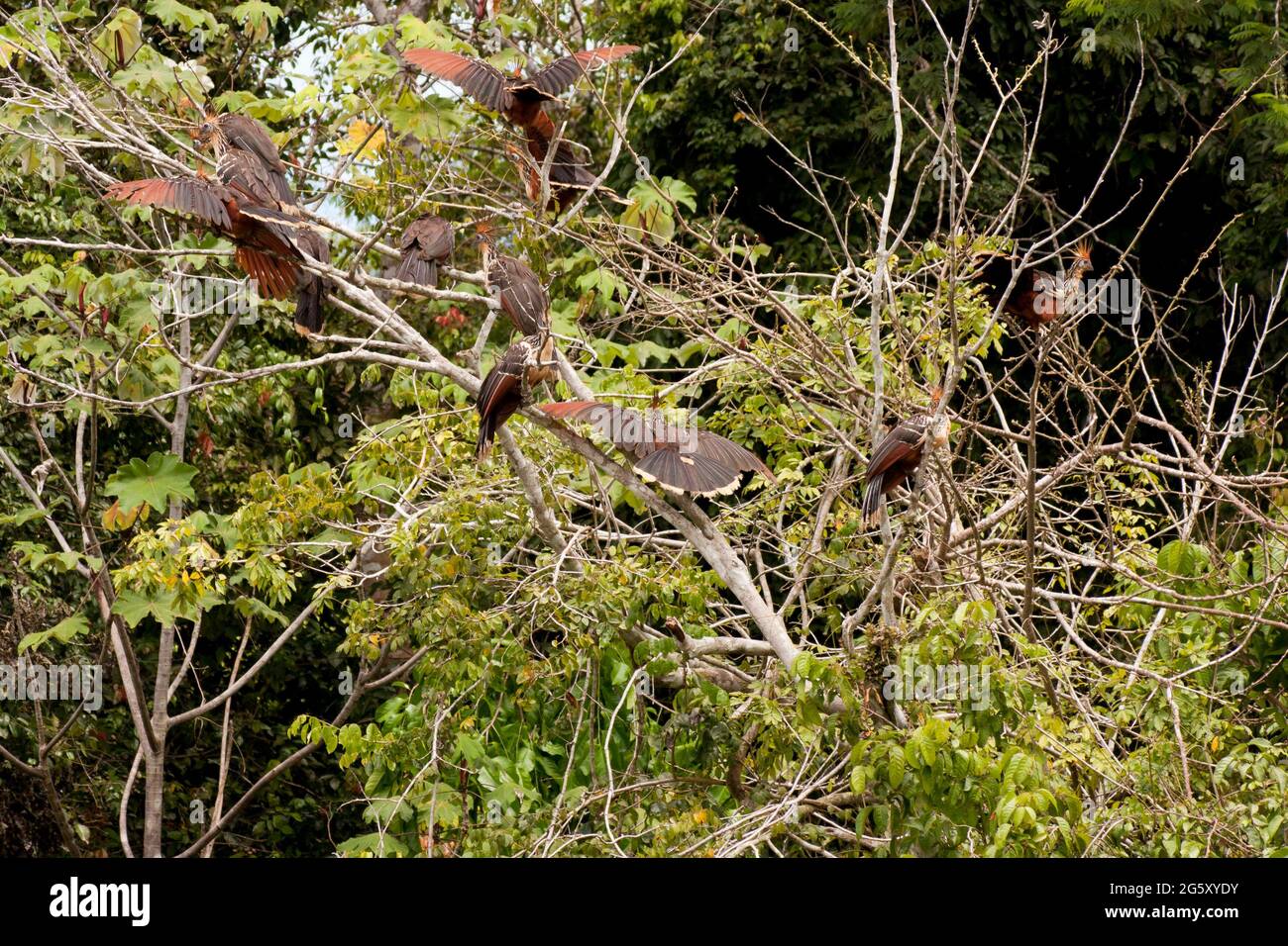 Hoatzin flock of birds languishing in trees Stock Photo