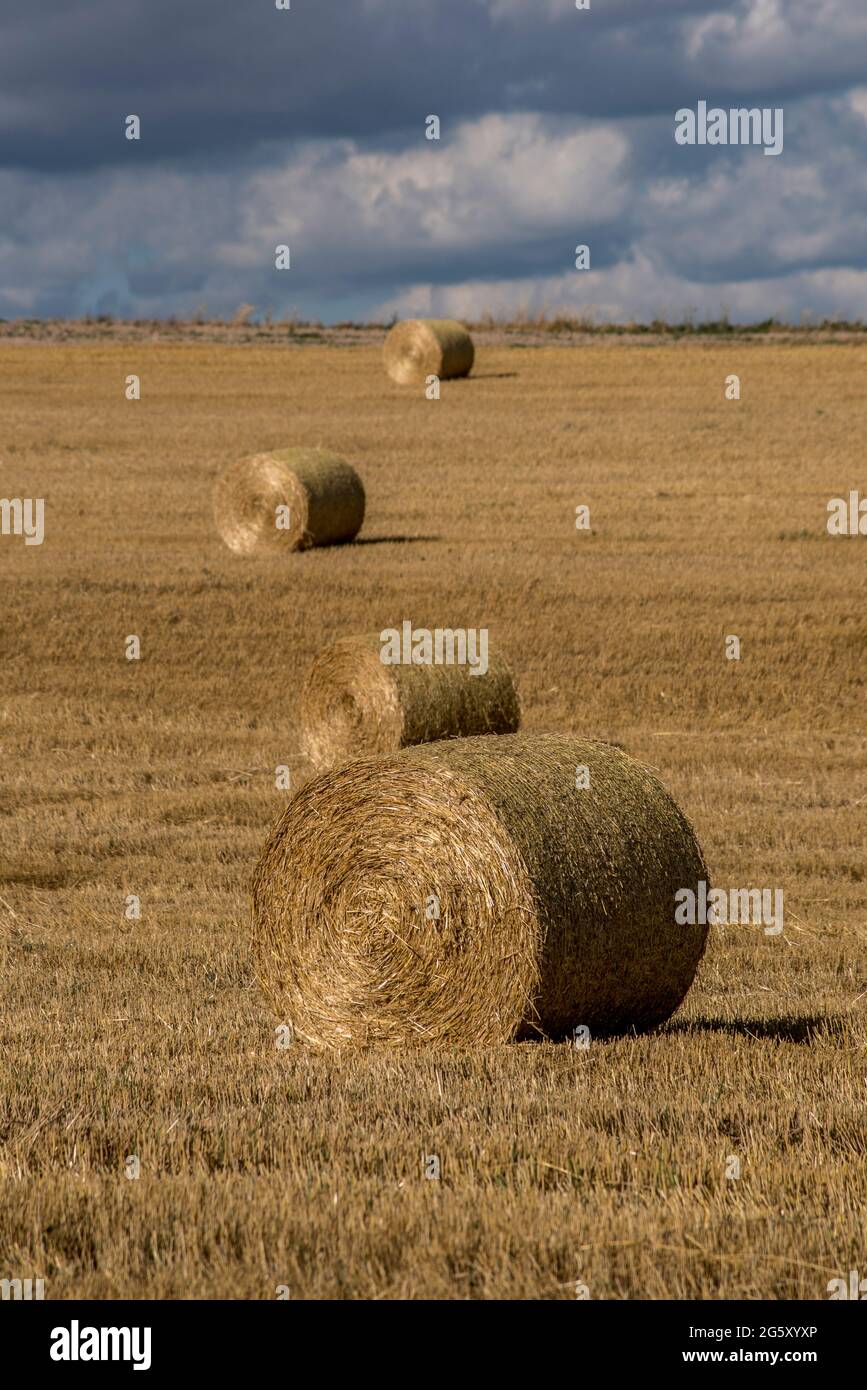 A field with straw bales after harvest on the cloudy sky background ...