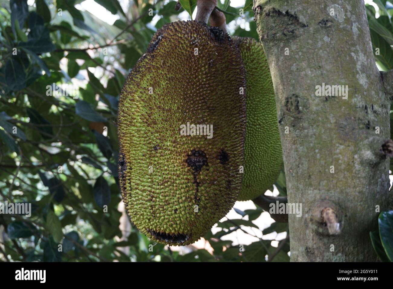 Raw jack fruit hanging on the tree. The jack fruit (also known as jack tree, Artocarpus heterophyllus, nangka) is a species of tree in the fig, mulber Stock Photo