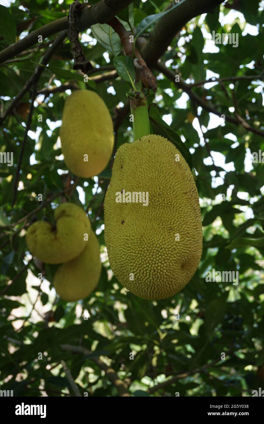 Raw jack fruit hanging on the tree. The jack fruit (also known as jack