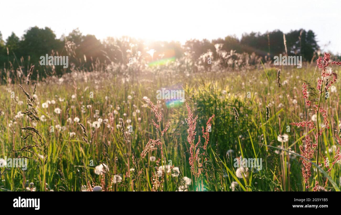 Sun glare in the evening summer sky during sunset. Atmospheric photo of ...