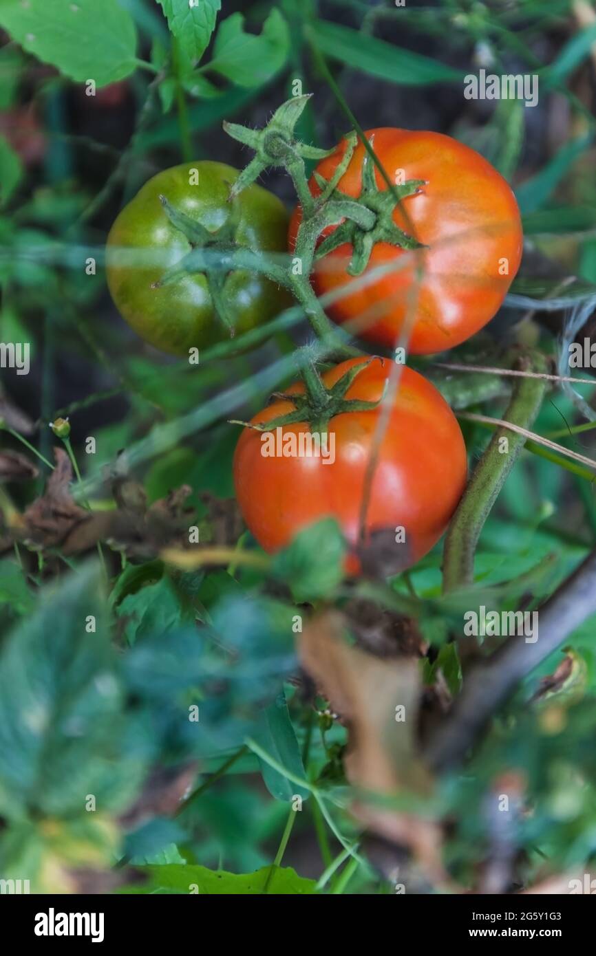 Ripe red tomatoes are on the green foliage background, hanging on the ...