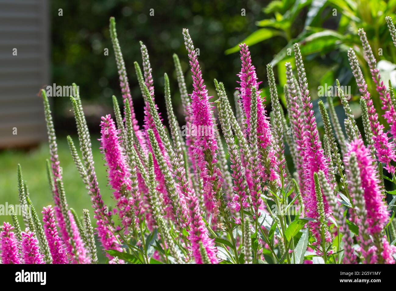 This image shows a close-up view of bright pink veronica spicata (spiked speedwell) perennial flowers in a sunny ornamental butterfly garden. Stock Photo