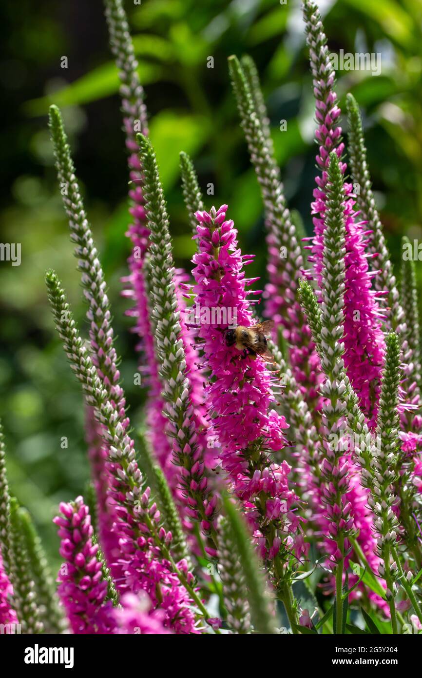 This image shows a close-up view of bright pink veronica spicata (spiked speedwell) perennial flowers in a sunny ornamental butterfly garden. Stock Photo