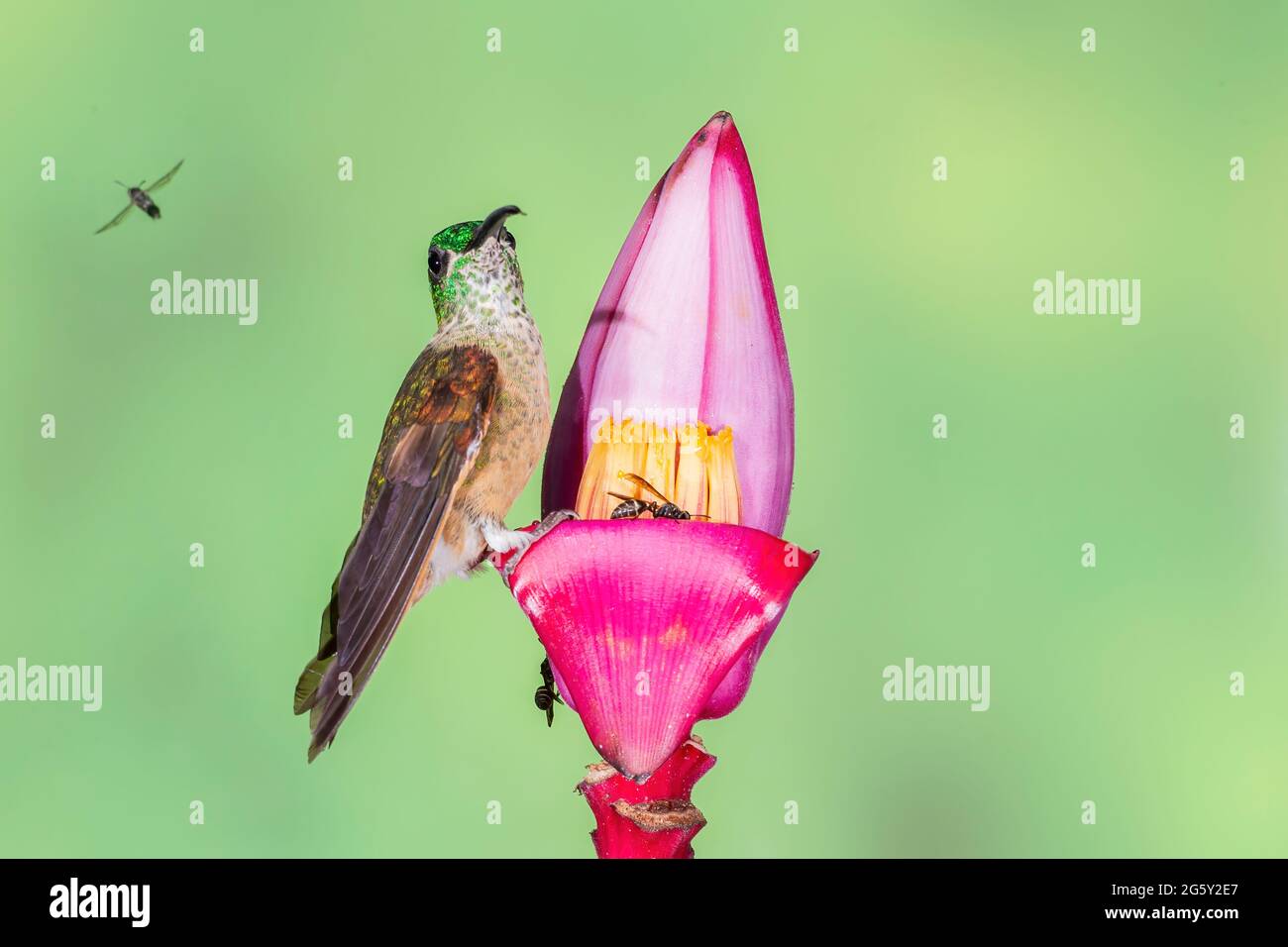 Many-spotted Hummingbird, Taphrospilus hypostictus, single adult perched on tropical flower, feeding on nectar, Ecuador Stock Photo