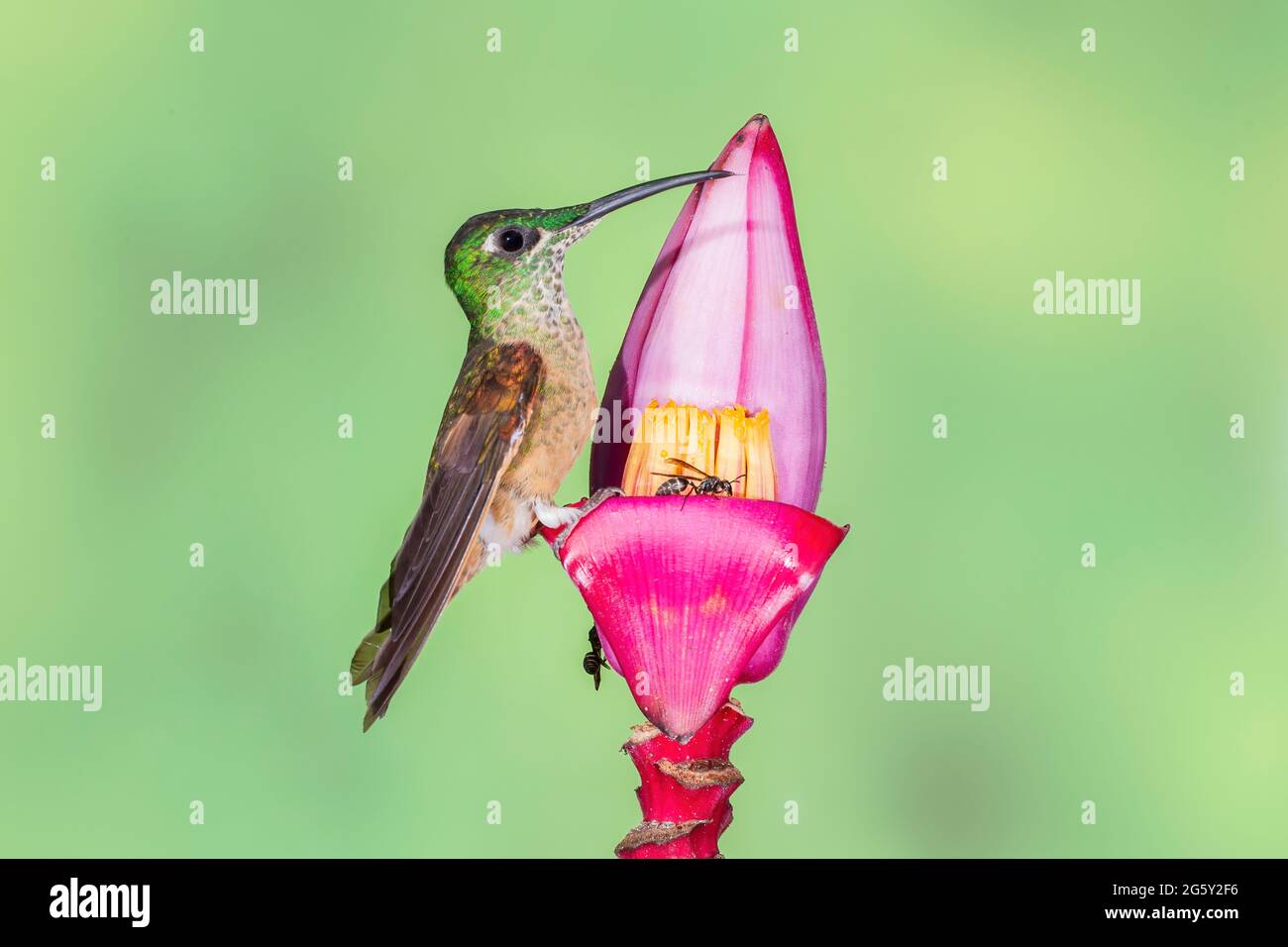 Many-spotted Hummingbird, Taphrospilus hypostictus, single adult perched on tropical flower, feeding on nectar, Ecuador Stock Photo