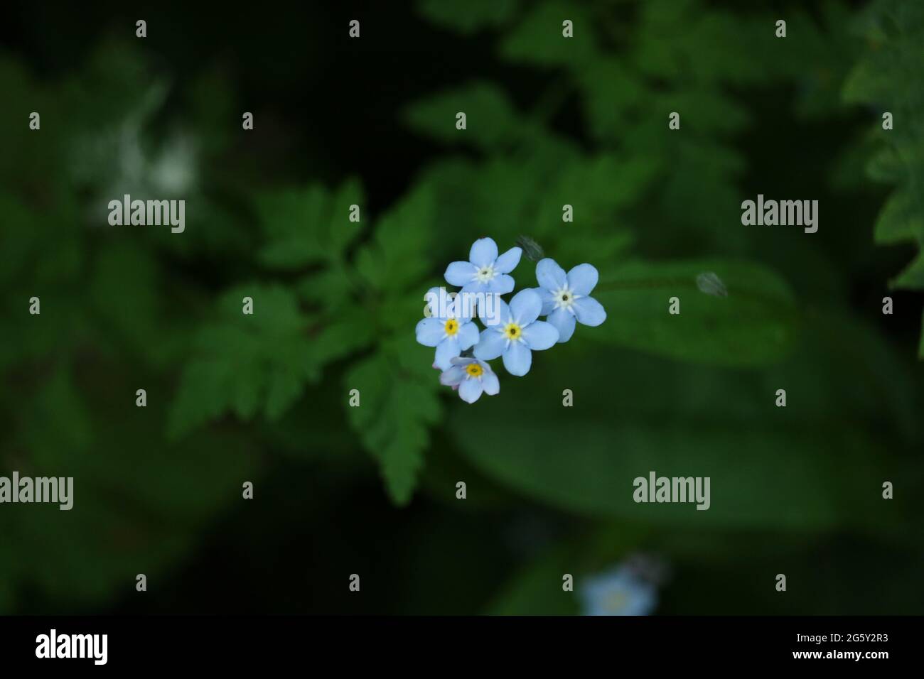 Forget-me-nots in spring bloom Stock Photo - Alamy