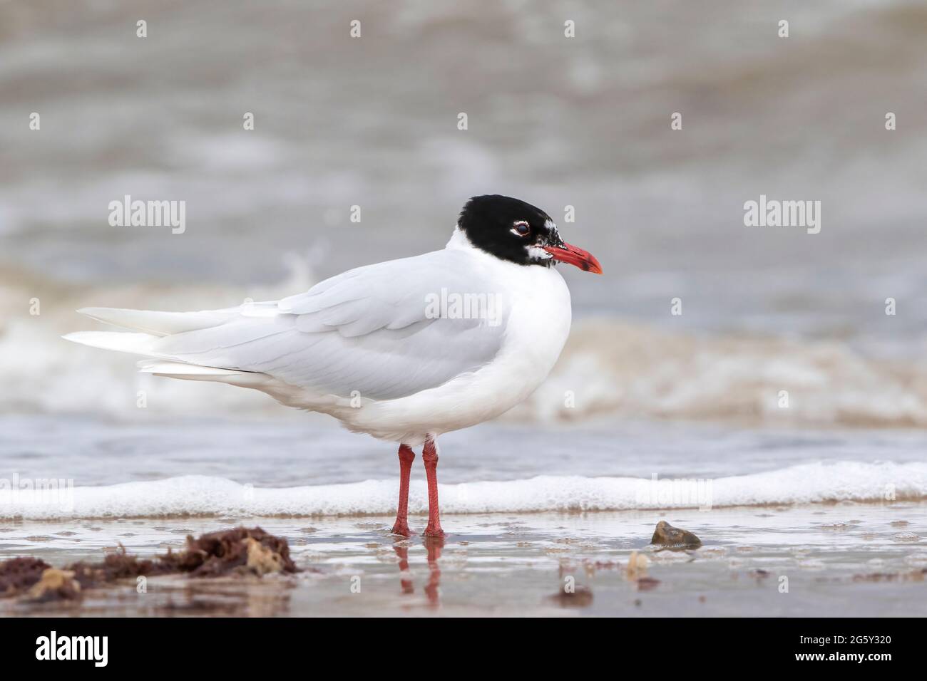 Mediterranean Gull, Icthyaetus melanocephalus, single bird in breeding plumage standing on shoreline, Walcott, Norfolk, United Kingdom Stock Photo