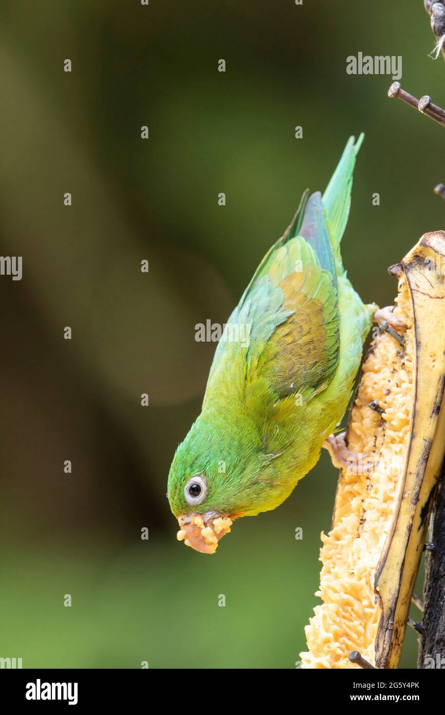 orange-chinned parakeet, Brotogeris jugularis, single bird feeding on banana, Laguna de Lagarto, Costa Rica Stock Photo