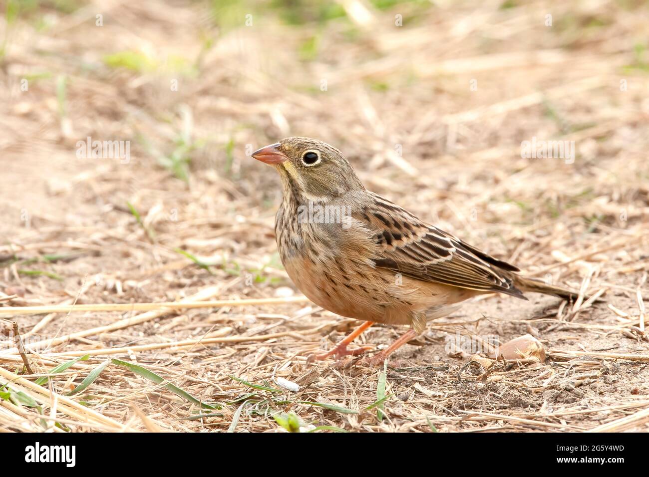 ortolan bunting, Emberiza hortulana, single bird standing on the ground, Corton, Suffolk, United Kingdom Stock Photo