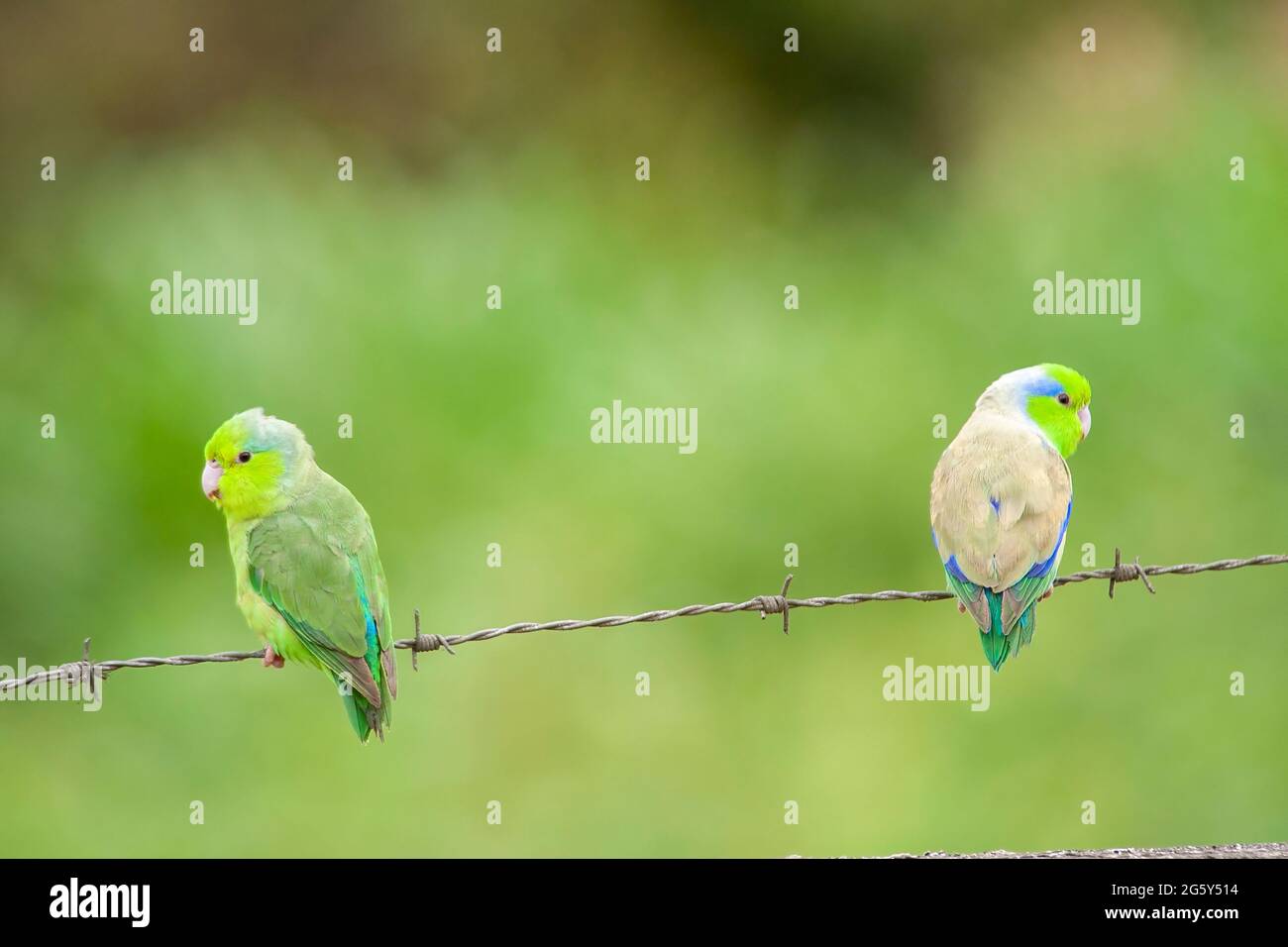 Pacific parrotlet, Forpus colestis, two birds perched on barbed wire fence, Manta, Ecuador Stock Photo