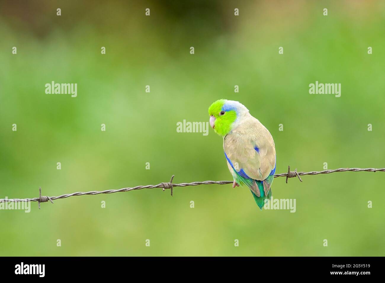 Pacific parrotlet, Forpus colestis, single bird perched on barbed wire fence, Manta, Ecuador Stock Photo