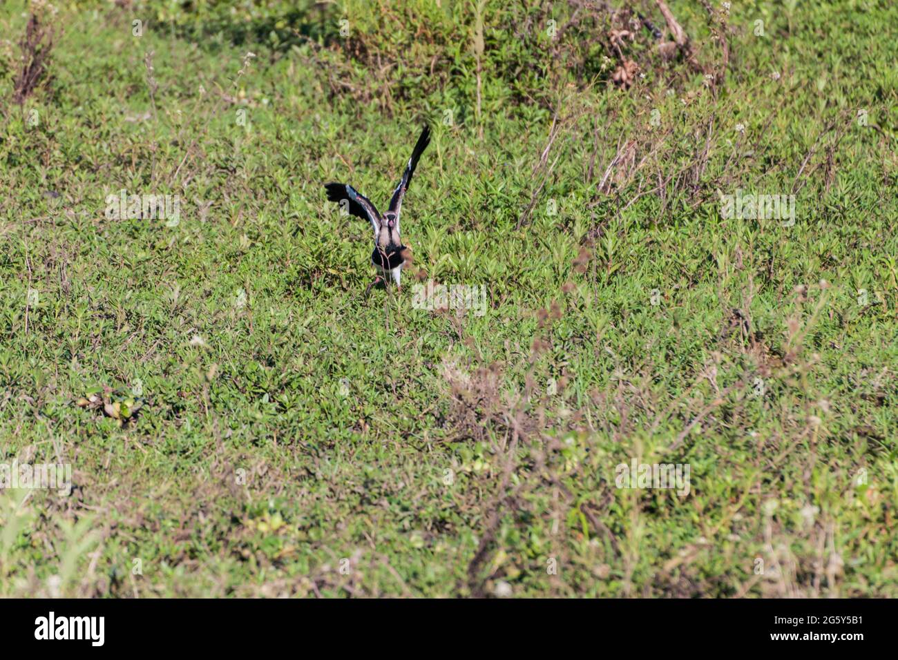 Southern lapwing (Vanellus chilensis) in Esteros del Ibera, Argentina Stock Photo