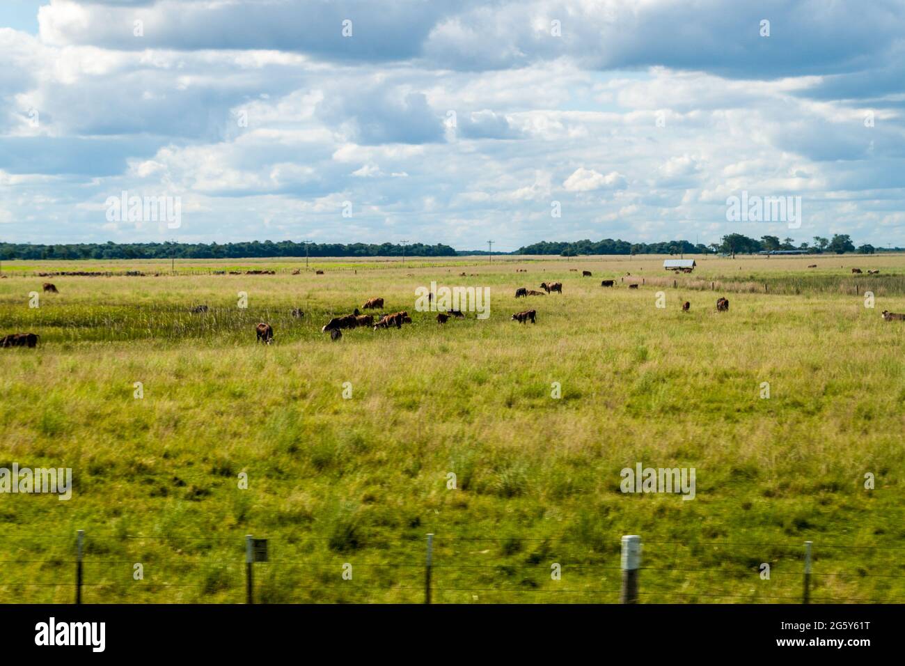 Herd of cows in Argentina Stock Photo