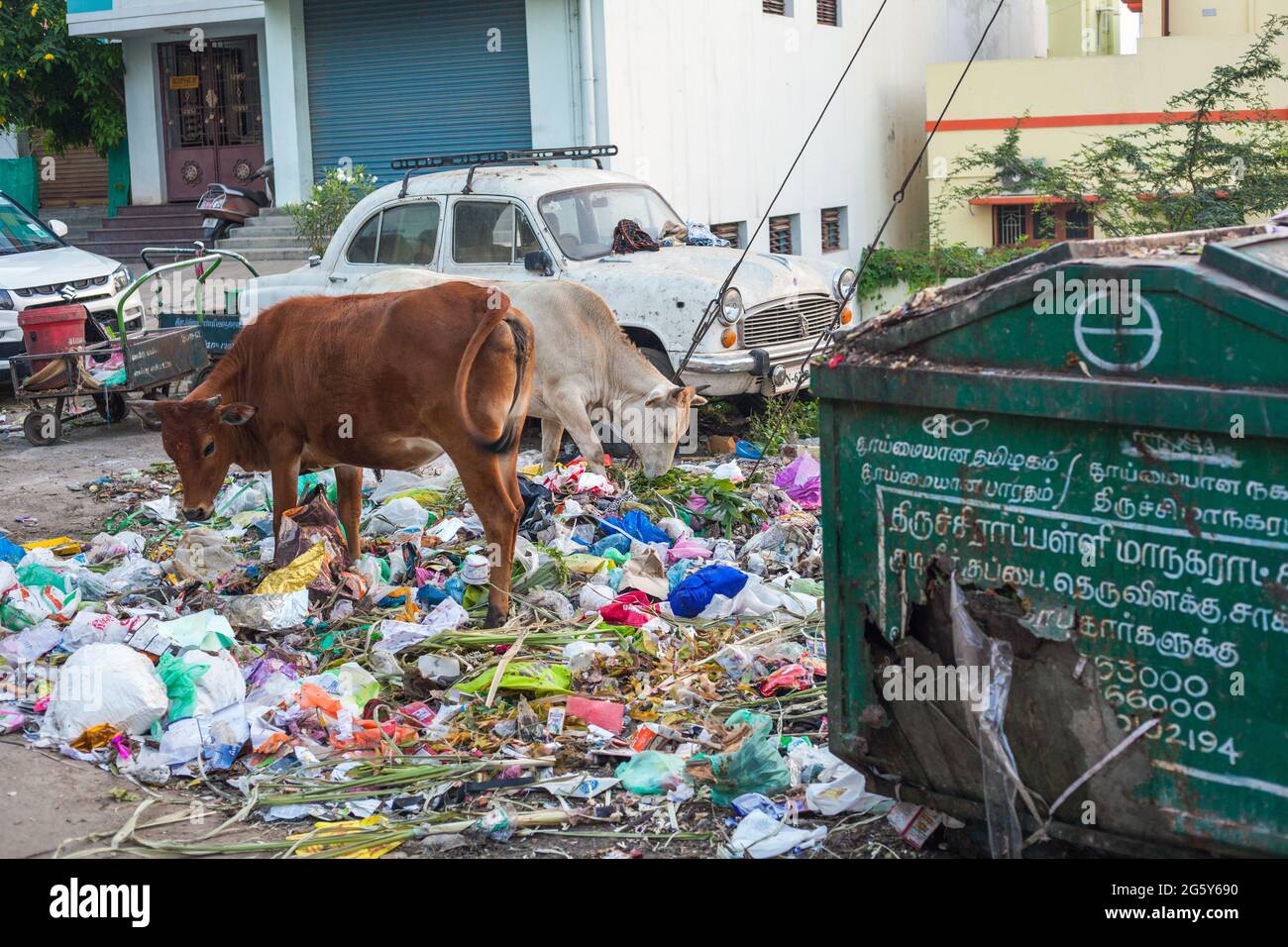 Sacred hindu cows feeding on rubbish dump beside traditional hindustan ambassador car, Trichy, Tamil Nadu, India Stock Photo