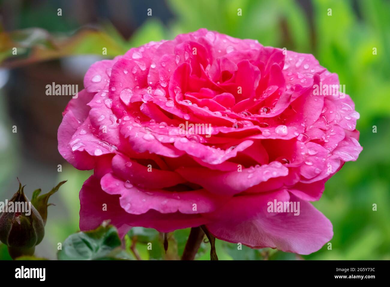 Background image of roses. Colored fresh pastel color roses. Rose bush ...