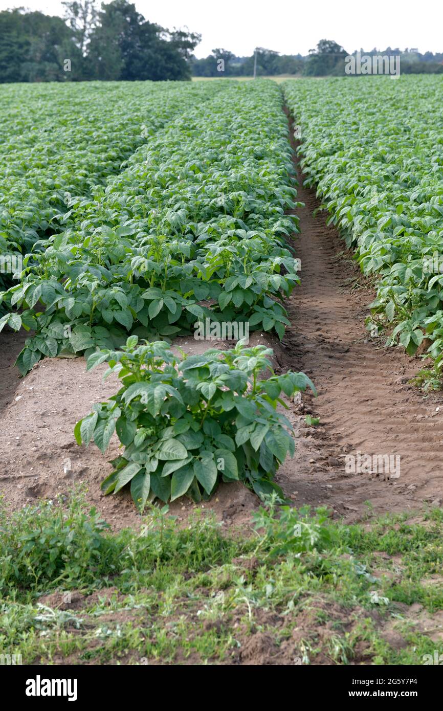 field of potatoes growing in rows at south creake norfolk england Stock Photo