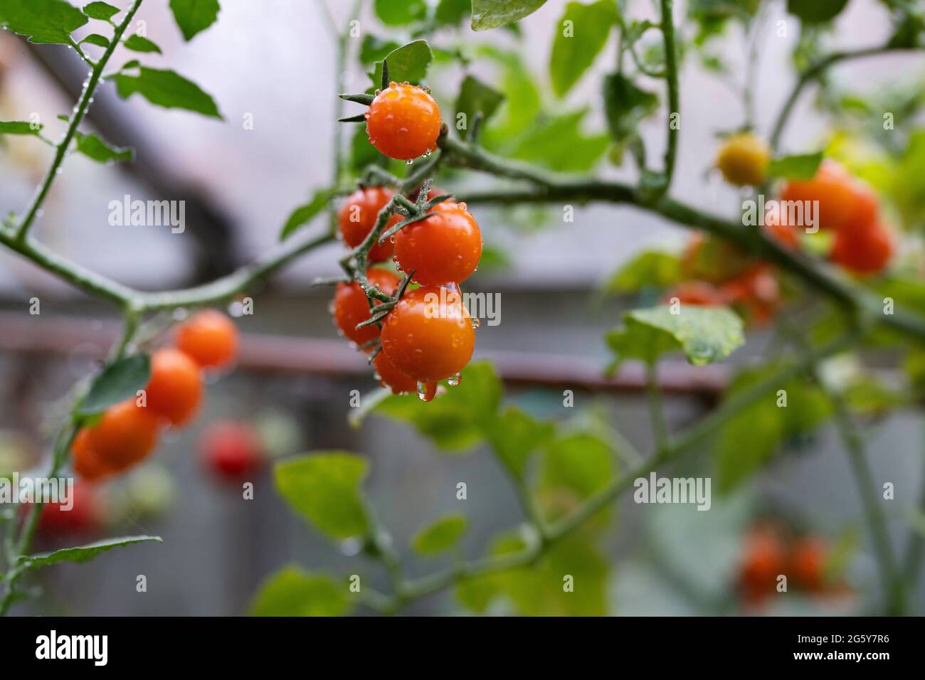 Tomatoes being grown Stock Photo