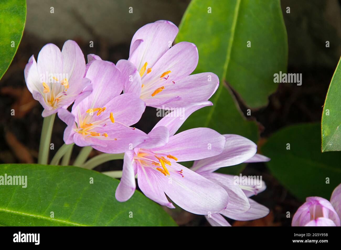 Purple autumn crocus flower, known as Colchicum autumnale, meadow saffron, or Colchicaceae.  Stunning garden plant blooms in late summer in this close Stock Photo