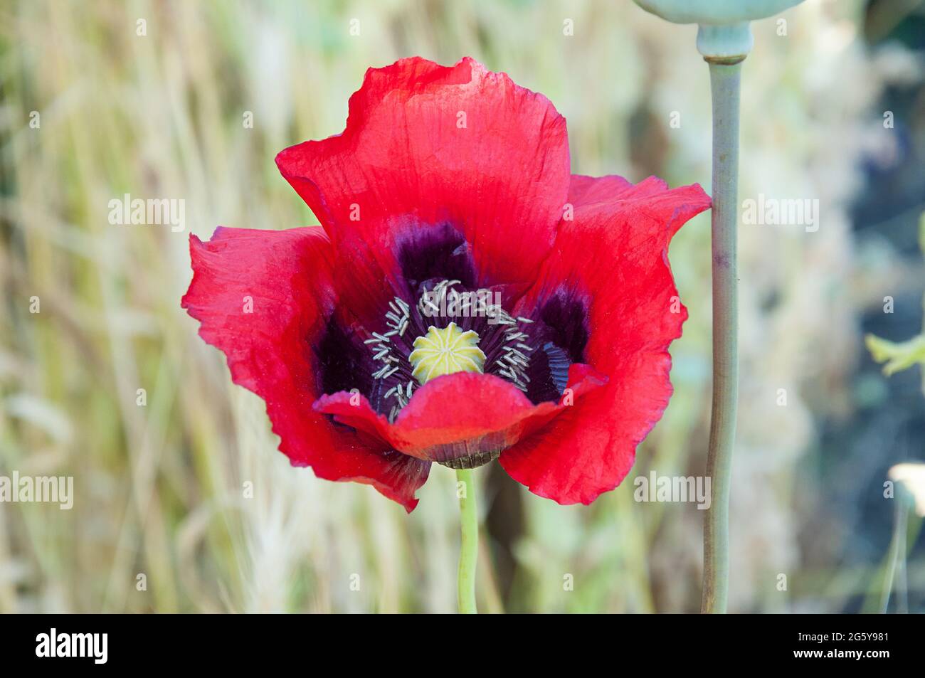 Red Oriental poppy flower also known as Papaver orientale.  Beautiful summer flower in bloom with delicate petals and dark center against a bokeh back Stock Photo