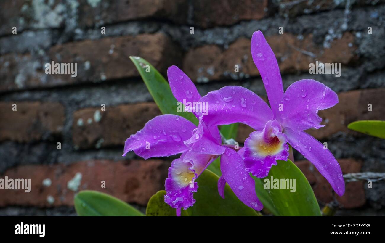 tropical flowers that bloom in the morning Stock Photo Alamy