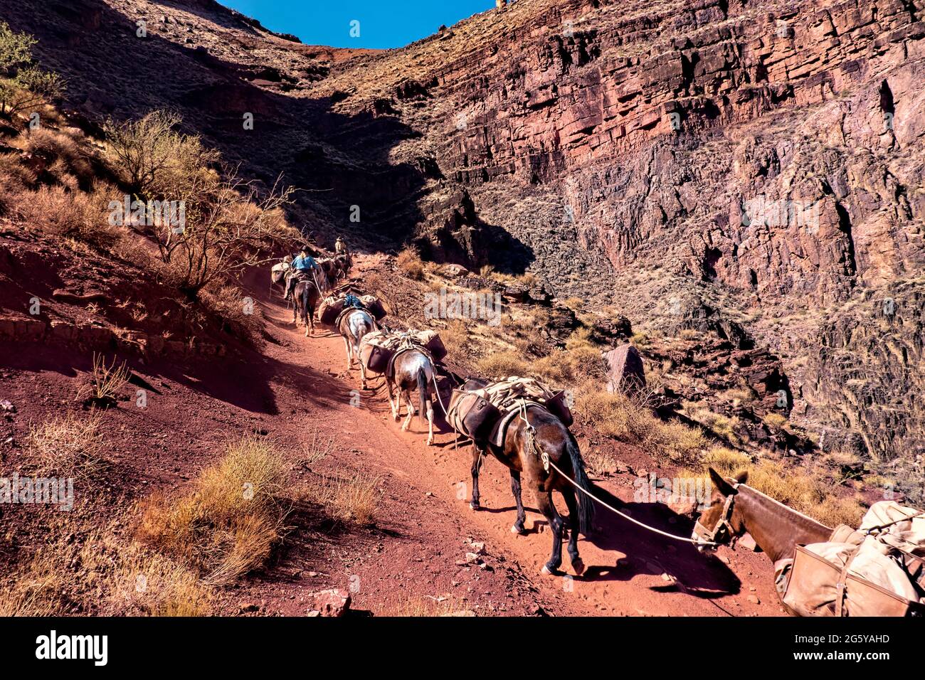 Pack horses on the Kaibab Trail, Grand Canyon National Park, Arizona, U