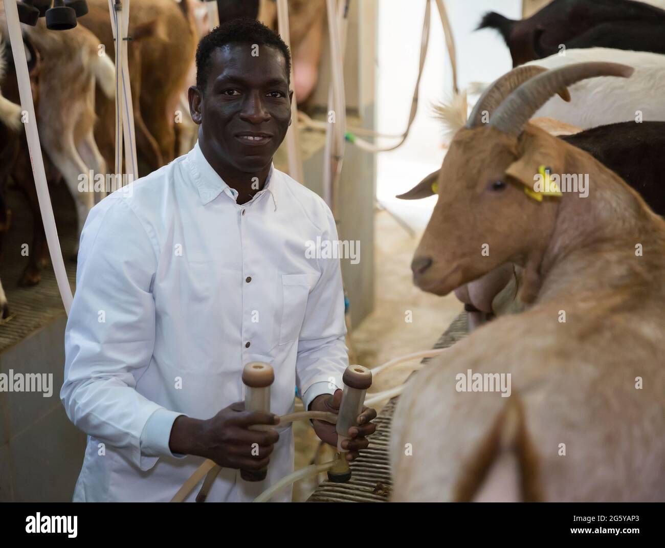 African-American man milking goats Stock Photo