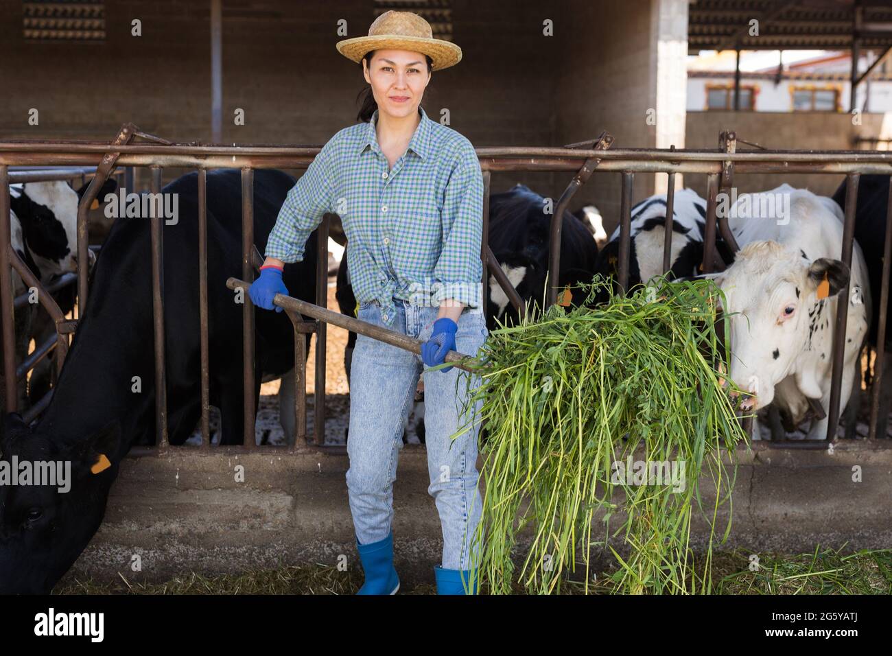 Farm worker feeding grass to cows in barn Stock Photo Alamy
