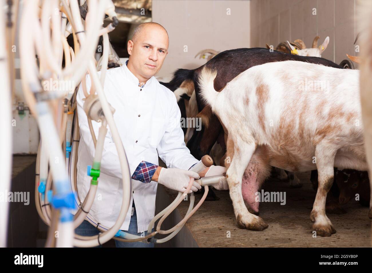 Owner of goat farm preparing for machine milking Stock Photo