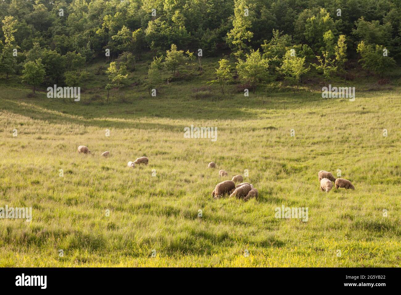 Ruminant mammals typically kept as livestock like all ruminants hi-res ...