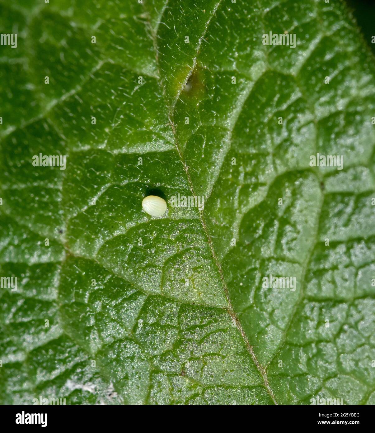 A Monarch butterfly (Danaus plexippus) egg attached to the surface of a milkweed leaf (Asclepias tuberosa).  Top view. Closeup. Copy space. Stock Photo