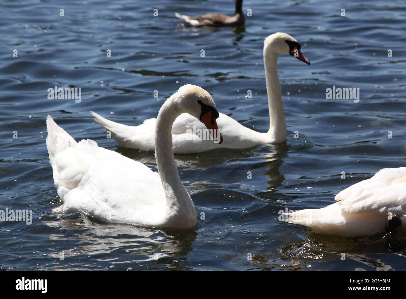 Beautiful swans are swimming on a lake Stock Photo - Alamy