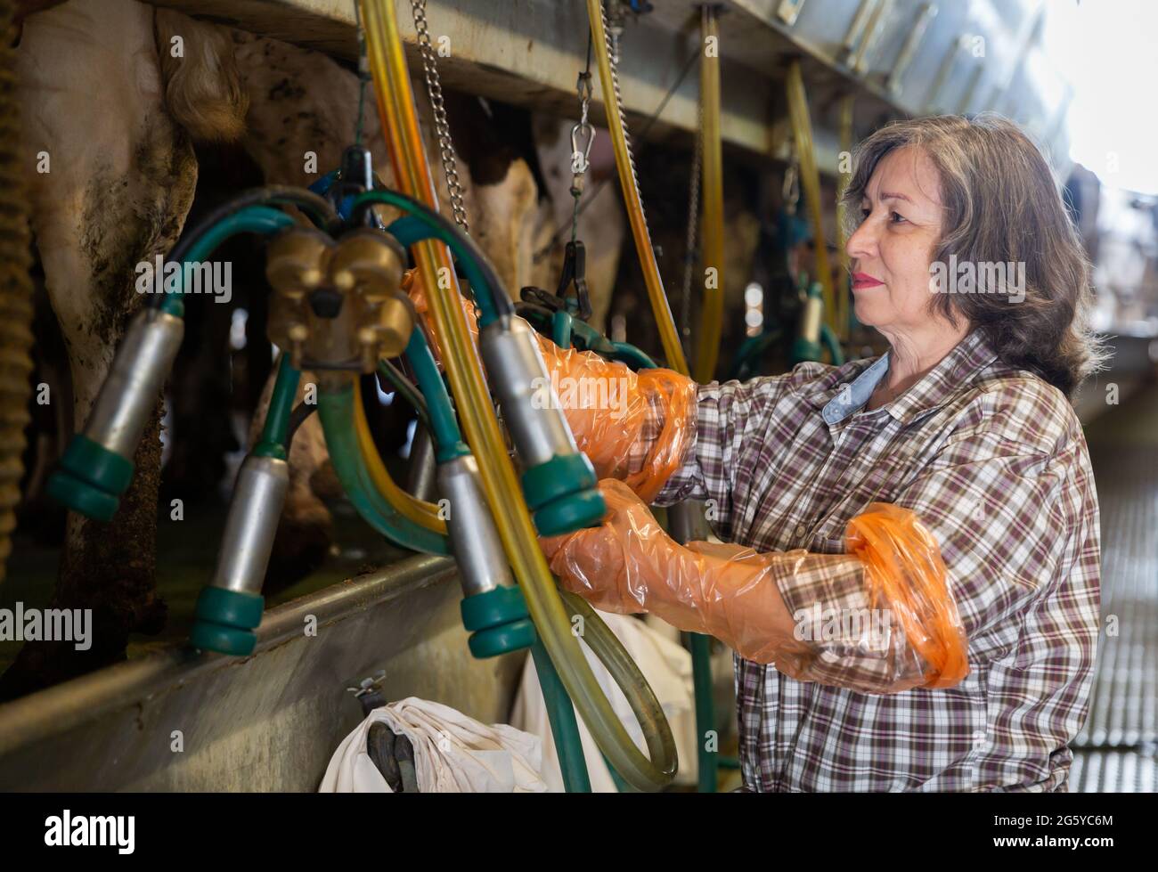 Elderly woman preparing equipments for milking cows Stock Photo