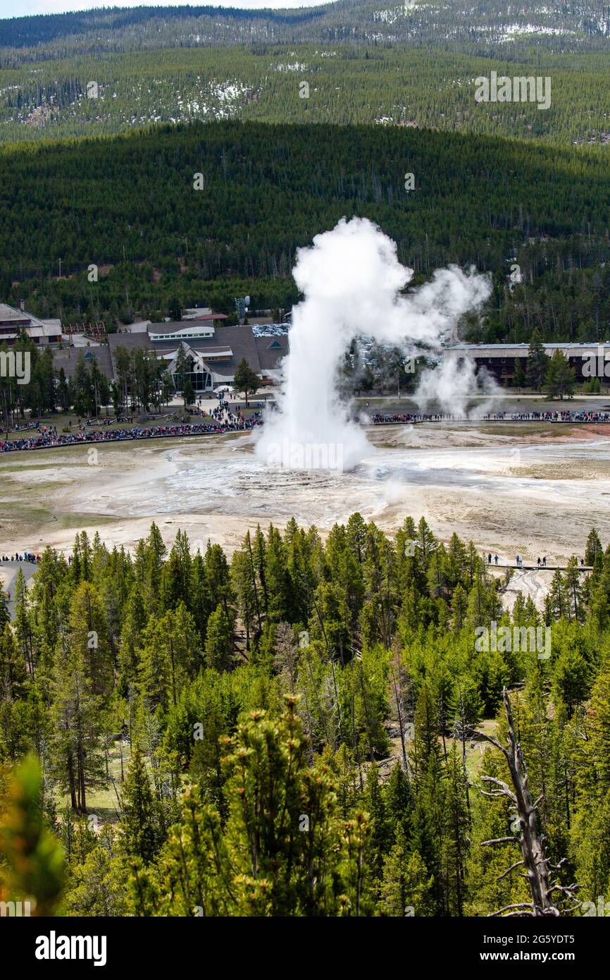 Yellowstone, Wyoming, USA, May, 25, 2021,  tourists in the Upper Geyser Basin watching Old Faithful erupt, vertical Stock Photo