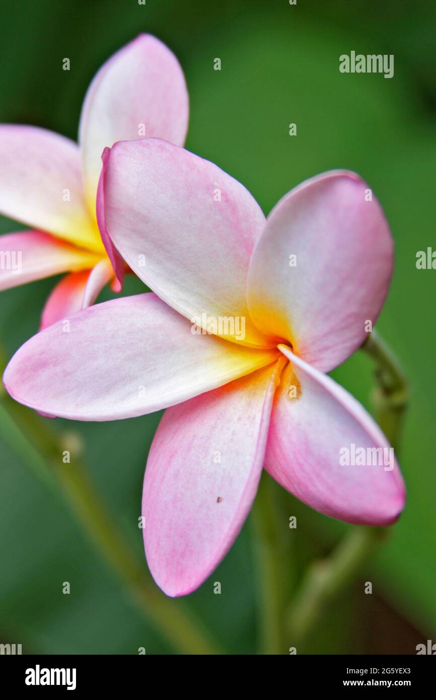 A pair of plumeria flowers in bloom. Stock Photo