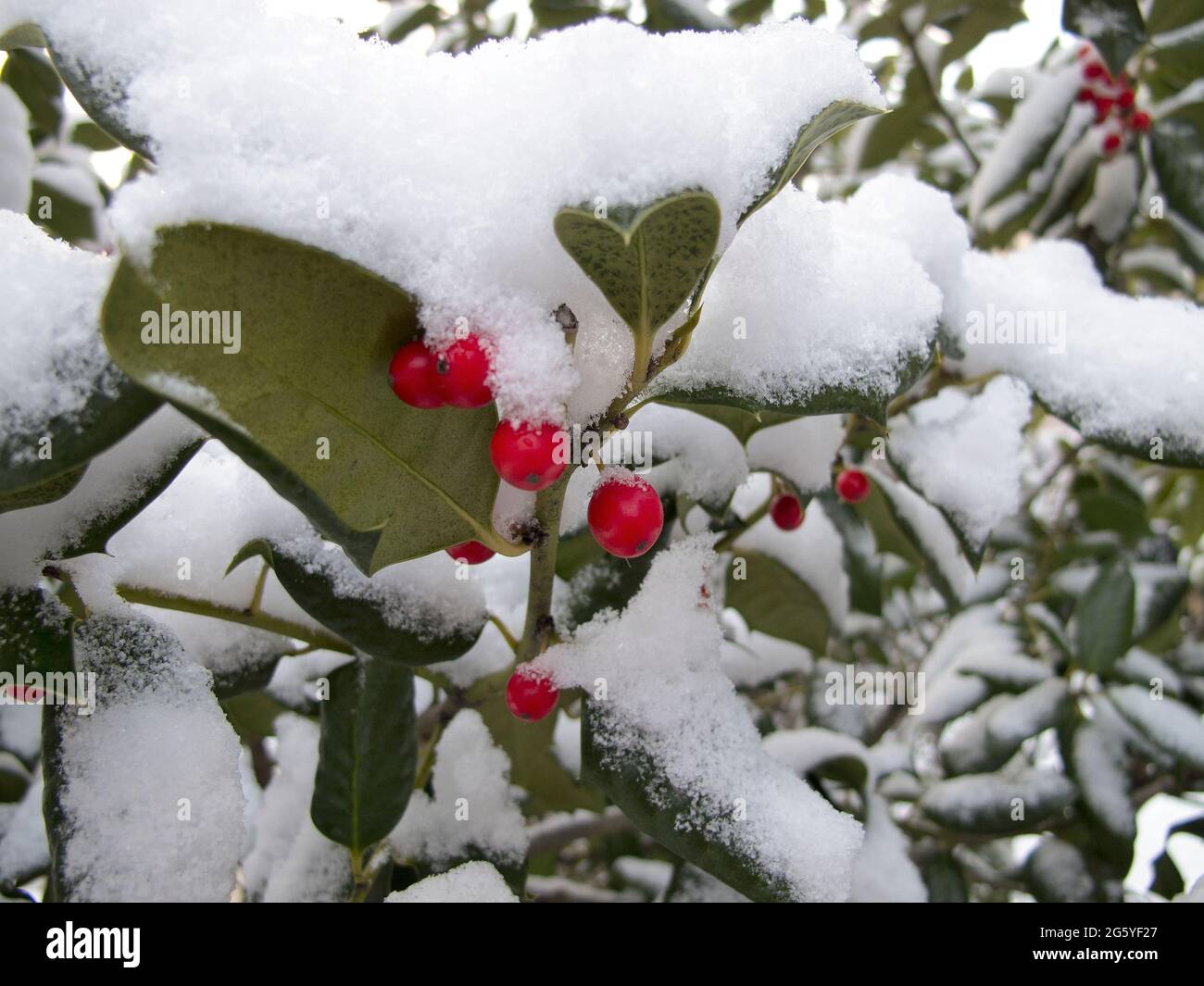 Brightly colored holly berries pop against the white snow. Stock Photo