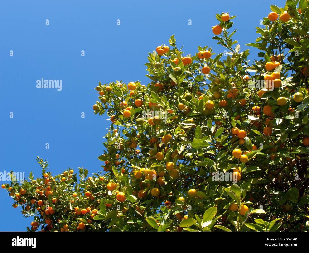 Citrus fruit grows on a tree. Stock Photo