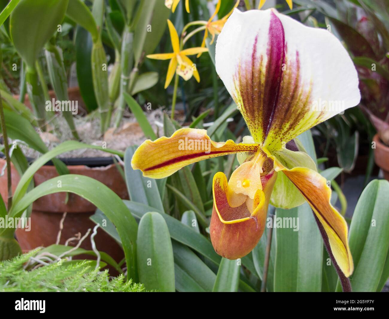 A slipper orchid, Paphiopedilum. Stock Photo