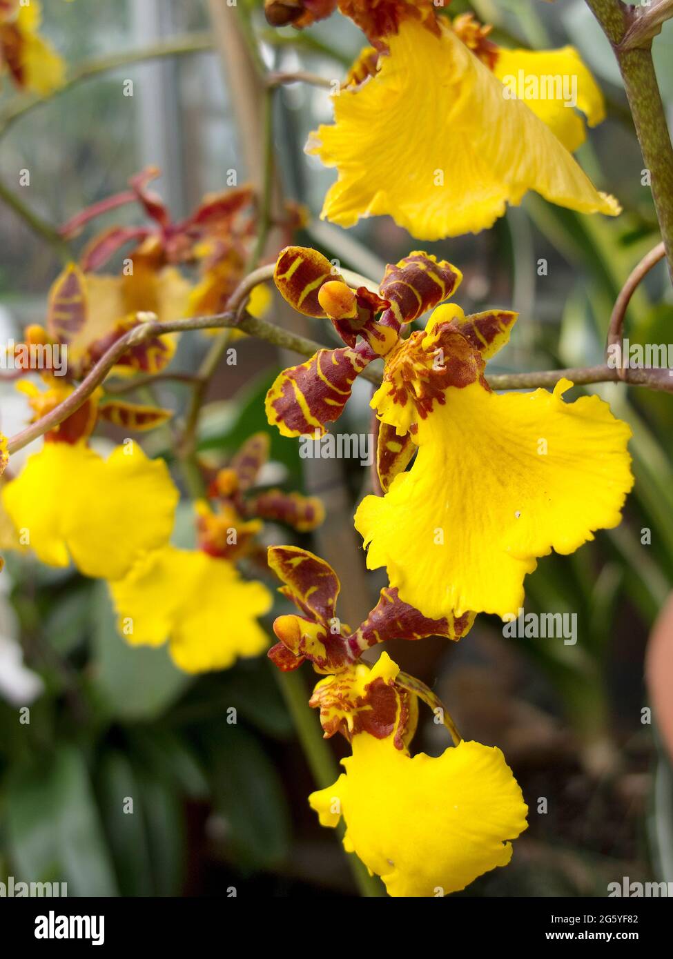 A collection of brightly colored Oncidium orchids. Stock Photo