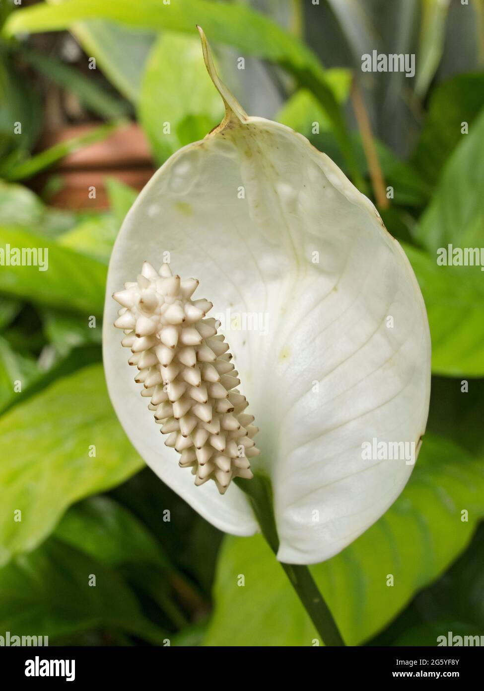 A white peace lily, Spathiphyllum. Stock Photo